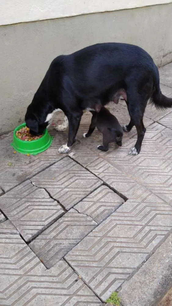 Cachorro ra a SRD idade 2 a 6 meses nome Uma família inteira