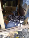 Uma família inteira