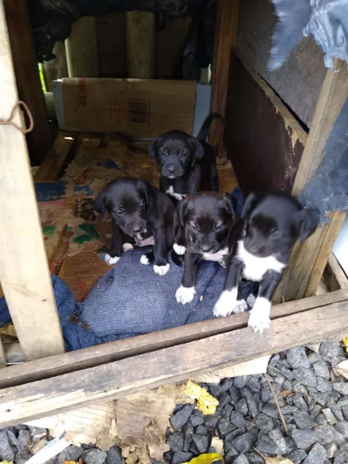 Cachorro ra a SRD idade 2 a 6 meses nome Uma família inteira