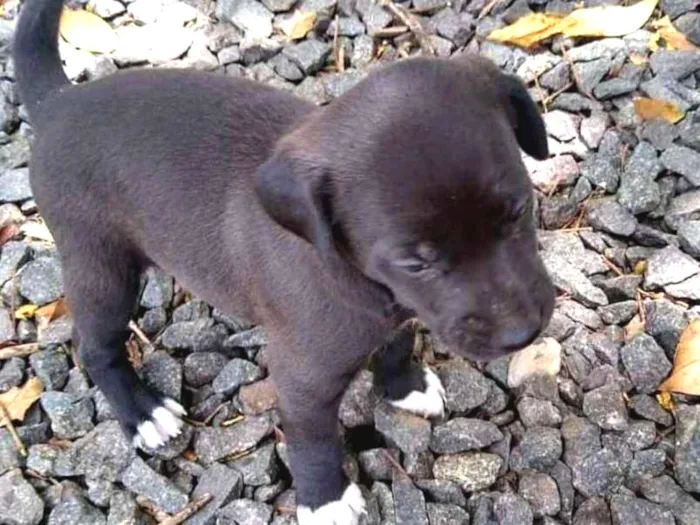 Cachorro ra a SRD idade 2 a 6 meses nome Uma família inteira