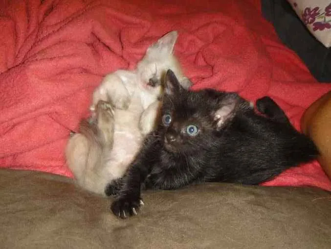 Gato ra a SRD idade 2 a 6 meses nome Kit e Kat