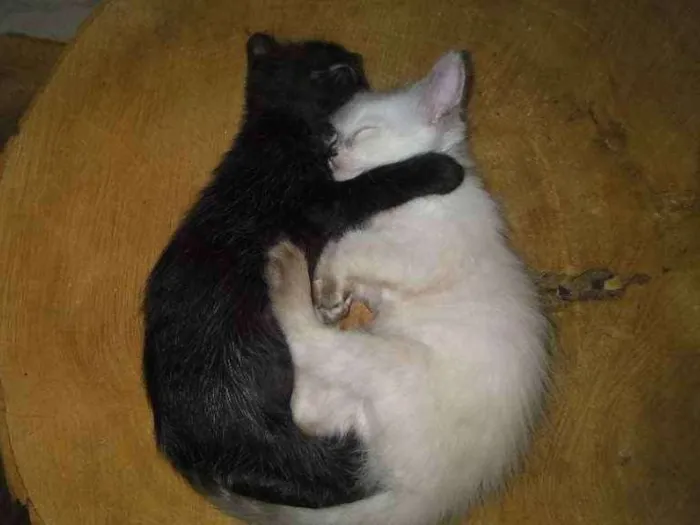 Gato ra a SRD idade 2 a 6 meses nome Kit e Kat