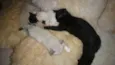 Kit e Kat