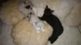 Kit e Kat