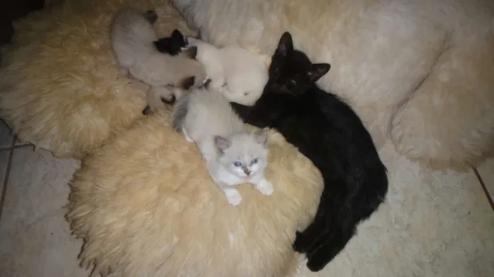 Gato ra a SRD idade 2 a 6 meses nome Kit e Kat