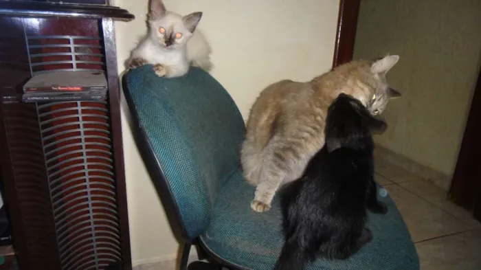 Gato ra a SRD idade 2 a 6 meses nome Kit e Kat