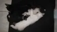 Kit e Kat
