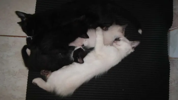 Gato ra a SRD idade 2 a 6 meses nome Kit e Kat