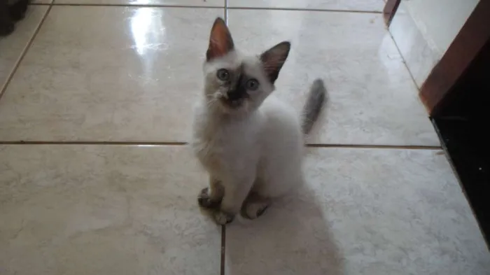 Gato ra a SRD idade 2 a 6 meses nome Kit e Kat