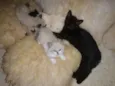 Kit e Kat