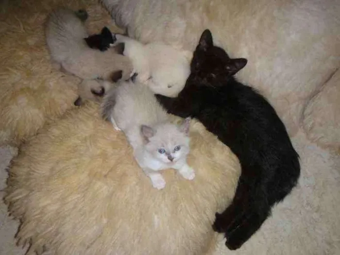 Gato ra a SRD idade 2 a 6 meses nome Kit e Kat