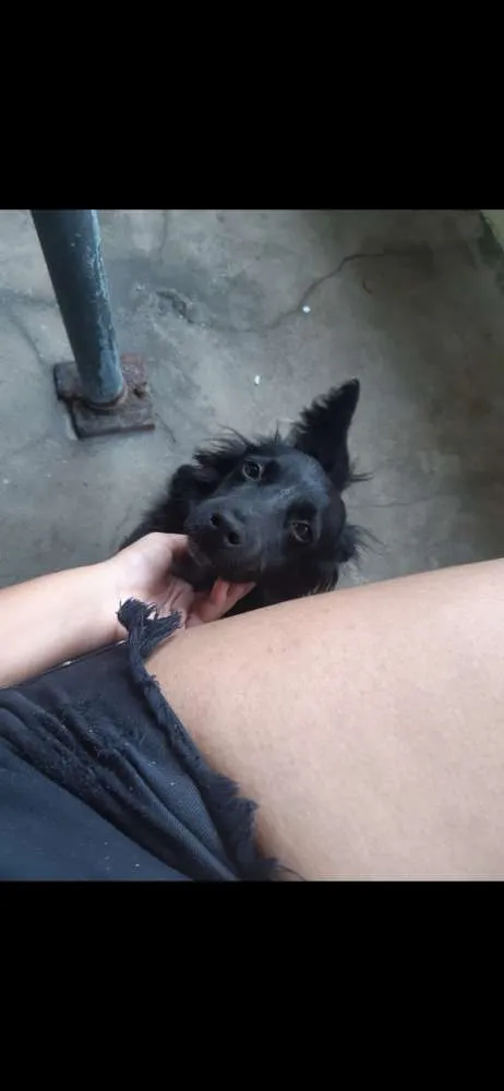 Cachorro ra a Nao definida  idade 1 ano nome Patrick 