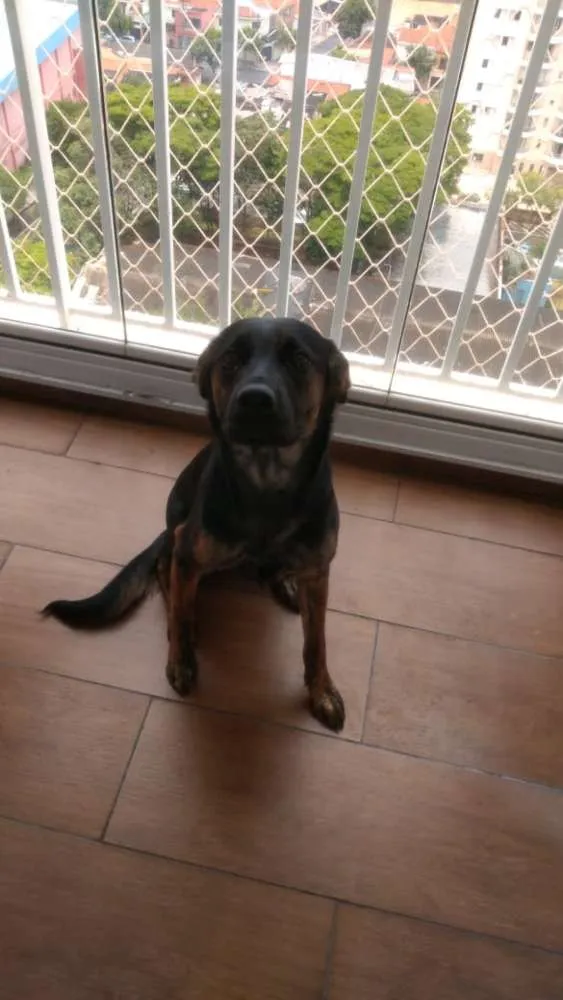 Cachorro ra a SRD idade 1 ano nome Luna