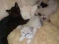 Kit e Kat
