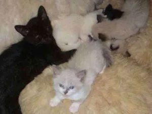 Gato raça SRD idade 2 a 6 meses nome Kit e Kat