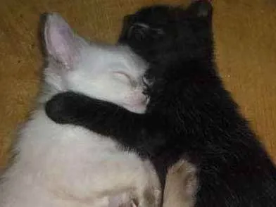 Gato ra a SRD idade 2 a 6 meses nome Kit e Kat
