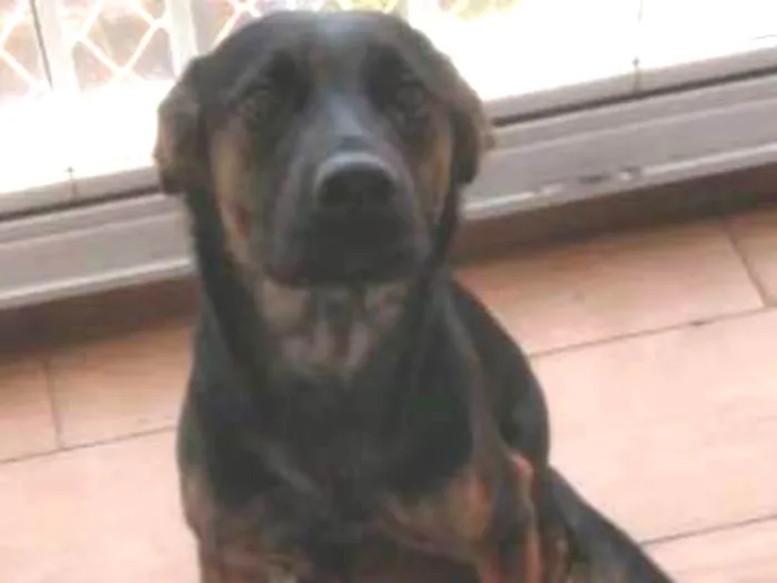 Cachorro ra a SRD idade 1 ano nome Luna