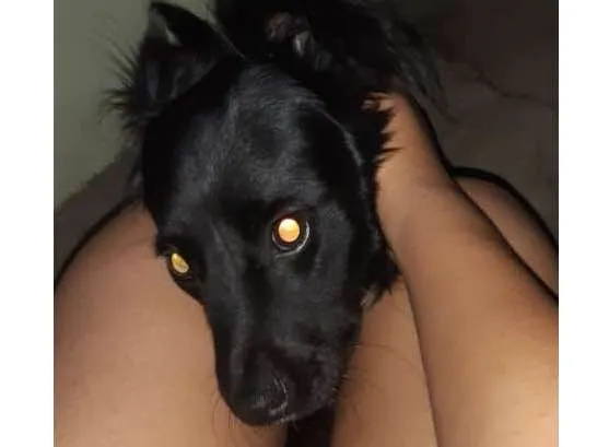 Cachorro ra a Nao definida  idade 1 ano nome Patrick 
