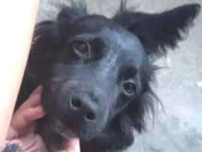Cachorro ra a Nao definida  idade 1 ano nome Patrick 