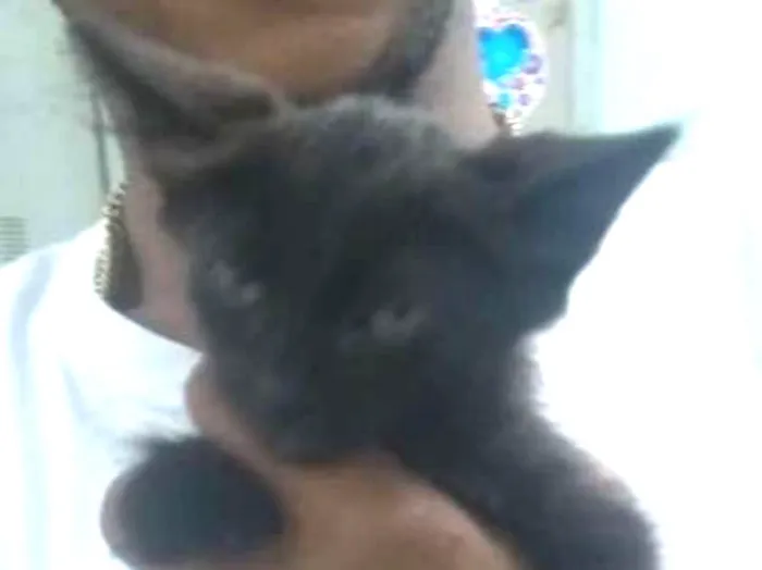 Gato ra a SRD idade Abaixo de 2 meses nome FELIX