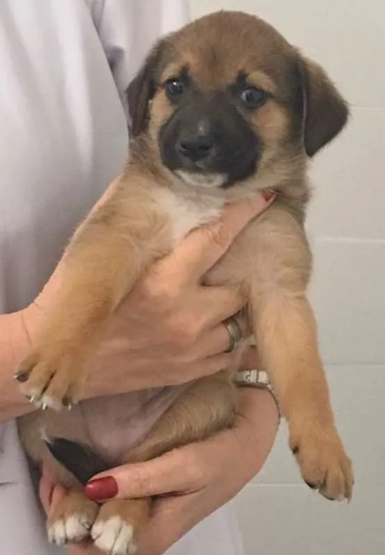 Cachorro ra a SRD idade 2 a 6 meses nome NENEZINHO