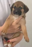 NENEZINHO