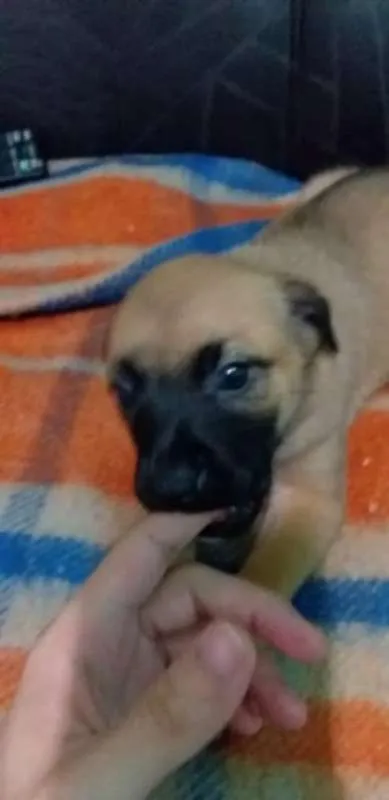 Cachorro ra a vira lata  idade 2 a 6 meses nome Mimosa 