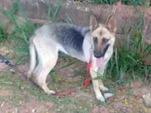 Cachorro raça Mix Pastor Alemão idade 2 anos nome Kira