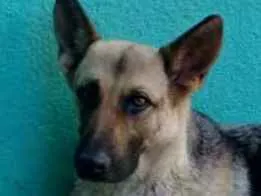 Cachorro raça Mix Pastor Alemão idade 2 anos nome Kira
