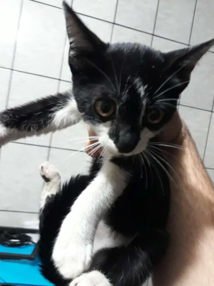 Gato ra a Normal idade Abaixo de 2 meses nome Sem nome