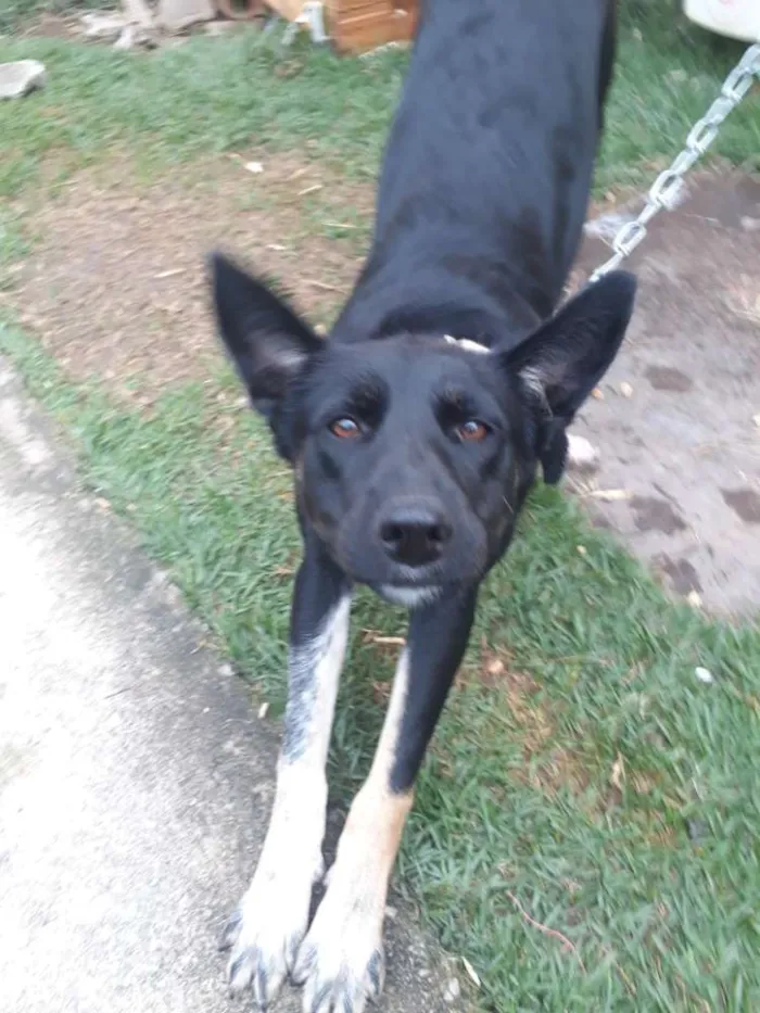 Cachorro ra a Não sei idade 7 a 11 meses nome Suzi