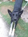 Suzi