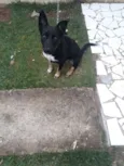 Suzi