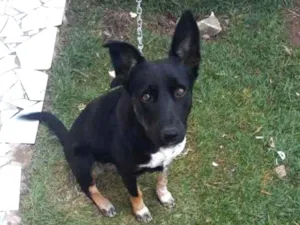 Cachorro raça Não sei idade 7 a 11 meses nome Suzi