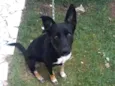 Suzi
