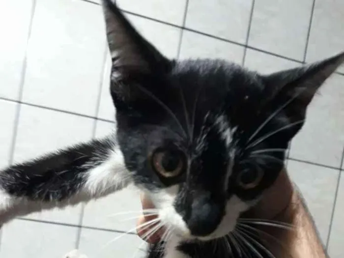 Gato ra a Normal idade Abaixo de 2 meses nome Sem nome