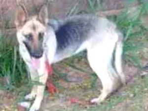 Cachorro raça Mix Pastor Alemão idade 2 anos nome Kira
