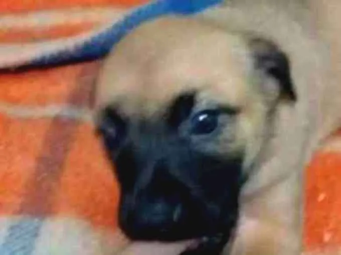 Cachorro ra a vira lata  idade 2 a 6 meses nome Mimosa 