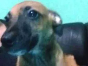 Cachorro raça vira lata  idade 2 a 6 meses nome Dengoso