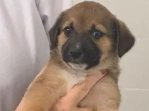 Cachorro raça SRD idade 2 a 6 meses nome NENEZINHO