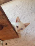 Kiki