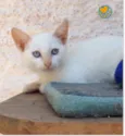 Kiki