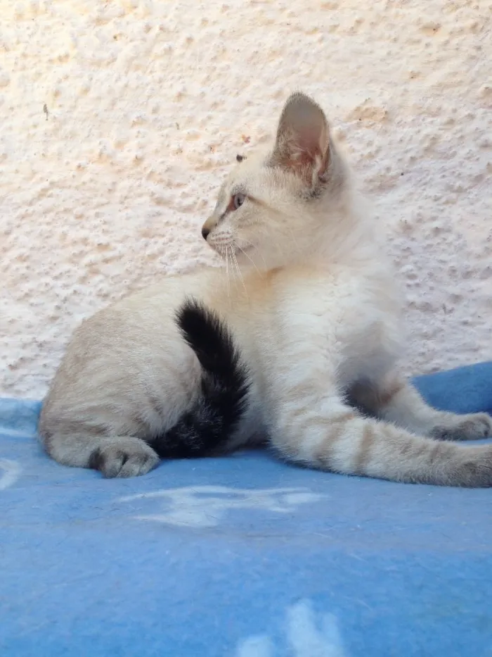 Gato ra a Srd idade 2 a 6 meses nome Clara 