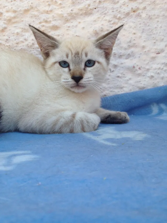 Gato ra a Srd idade 2 a 6 meses nome Clara 