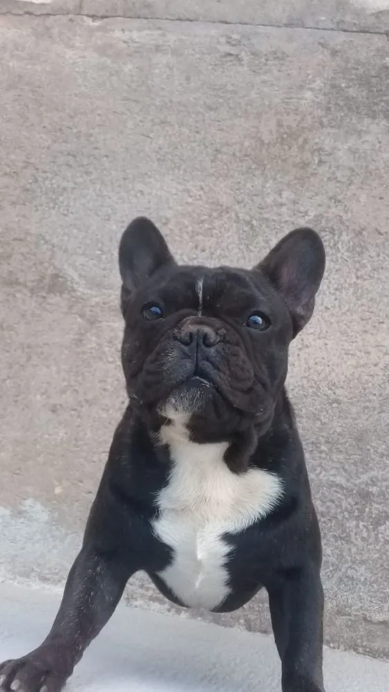 Cachorro ra a Buldogue francês  idade 1 ano nome Bartô 