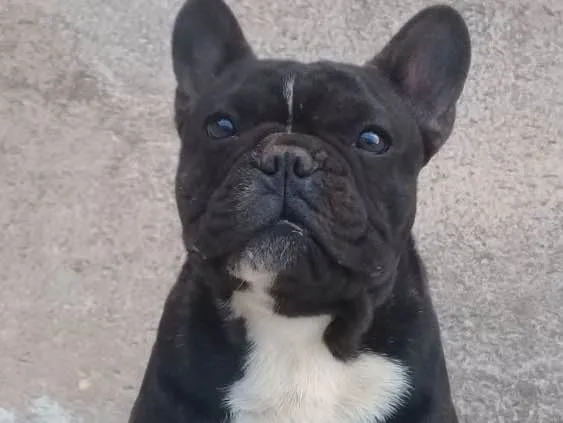 Cachorro ra a Buldogue francês  idade 1 ano nome Bartô 