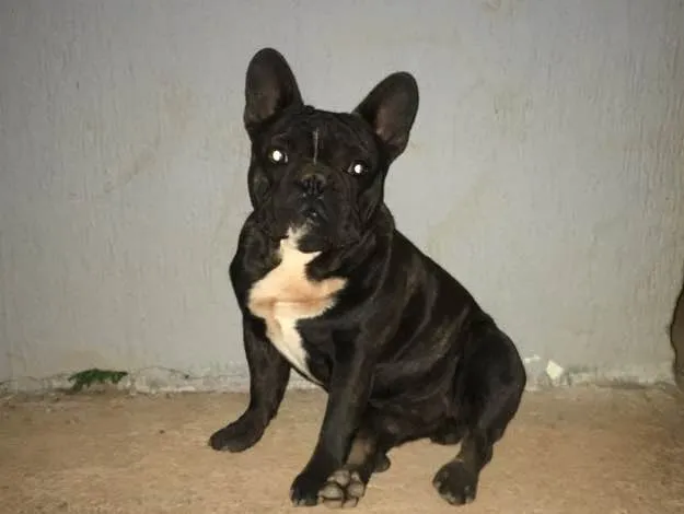 Cachorro ra a Buldogue francês  idade 1 ano nome Bartô 