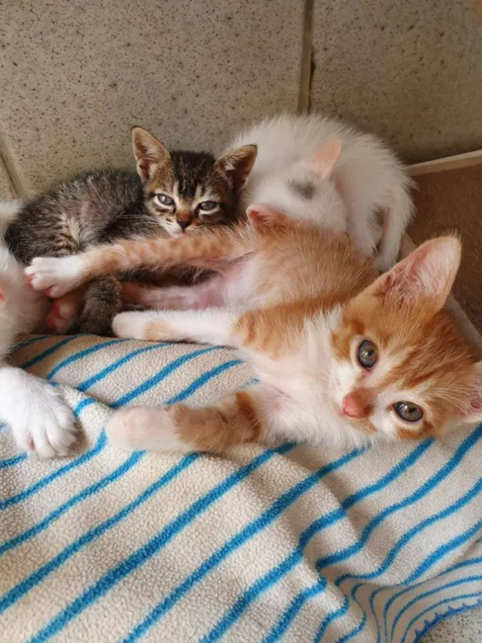 Gato ra a Srd idade 2 a 6 meses nome Não tem