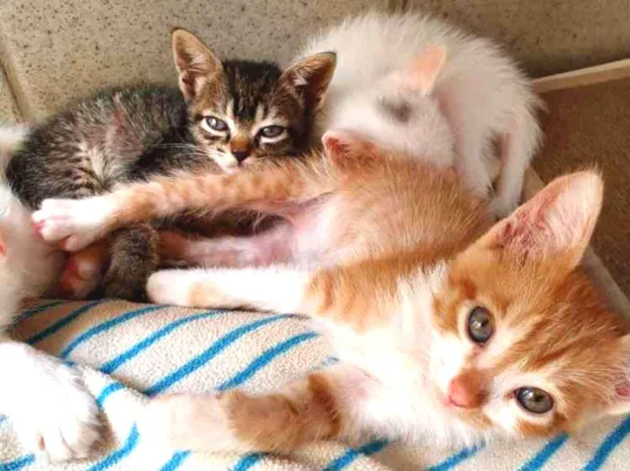 Gato ra a Srd idade 2 a 6 meses nome Não tem