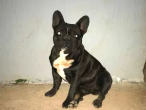 Cachorro raça Buldogue francês  idade 1 ano nome Bartô 